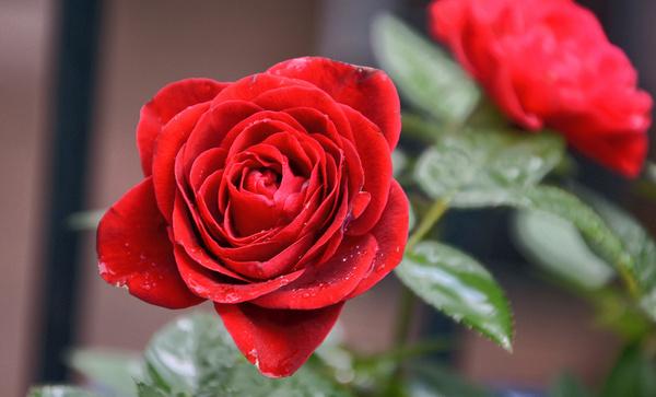 February The Color Red Winner