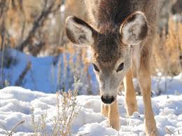January Winter Wildlife Winner