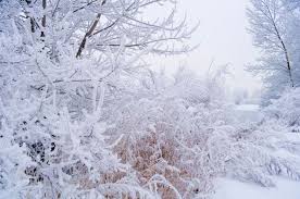 January Winter Wonderland Winner