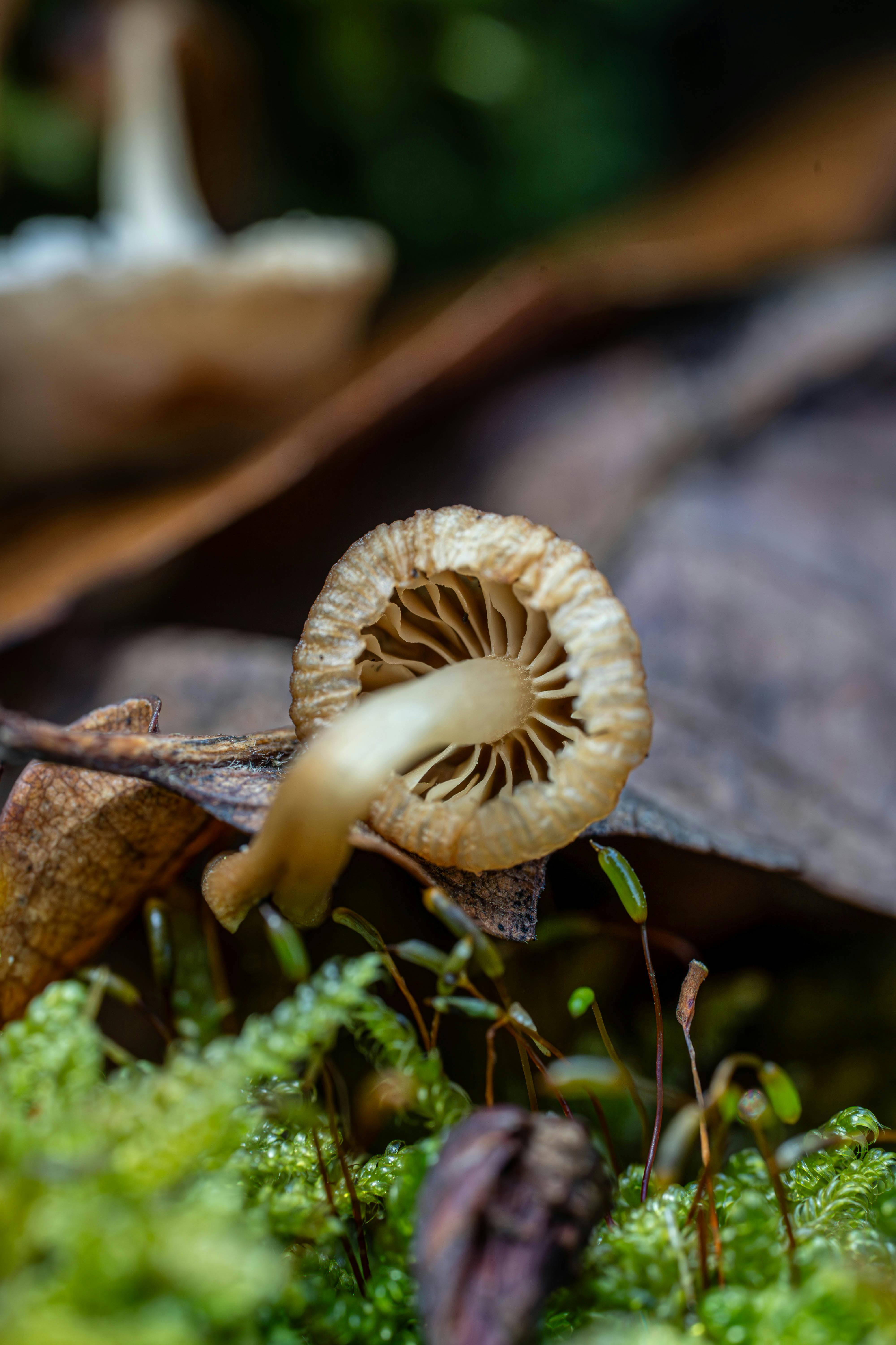 M is for Nature Winner
